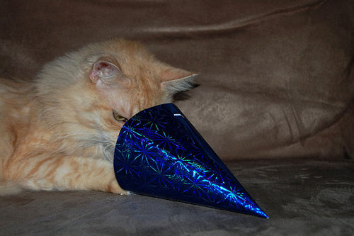 もう子猫じゃない06