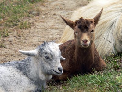 ものすごく人間っぽい鳴き声のヤギ