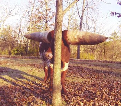 世界一のツノを持つ牛06