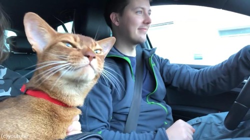 ���ξ��ʥͥå��������礵��ι�ޤˤ��碌�ơ�01