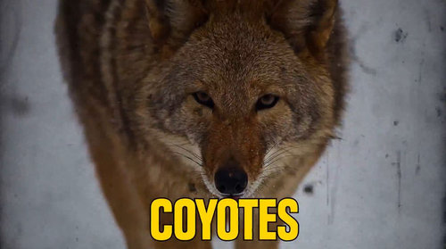 野生動物に遭遇したときのライフハック01