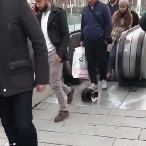 猫「知ったこっちゃねぇ」02