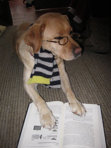 6歳の娘が犬をモデルにして写真12