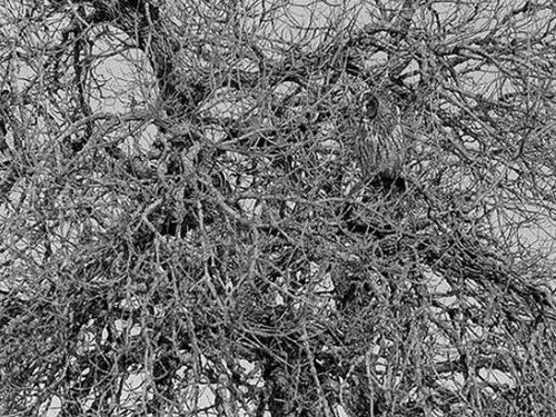 フクロウの保護色06