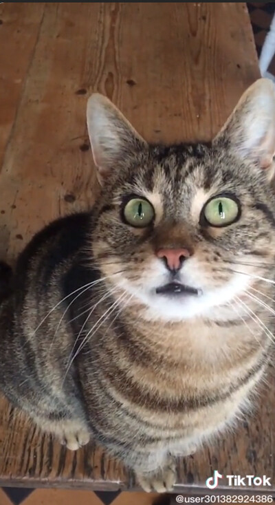 穴の中をのぞき込む猫…ちょっと怖いけどかわいい05