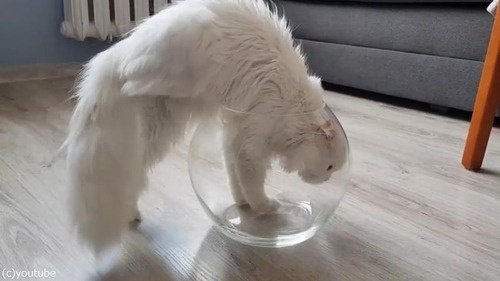 やっぱり液体だ…金魚鉢に入る猫01