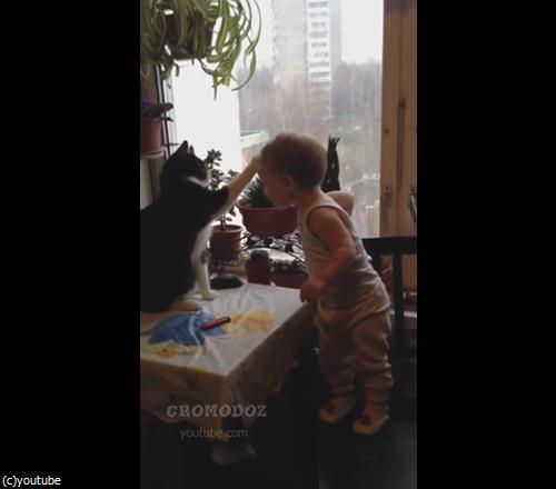 猫パンチ対決01