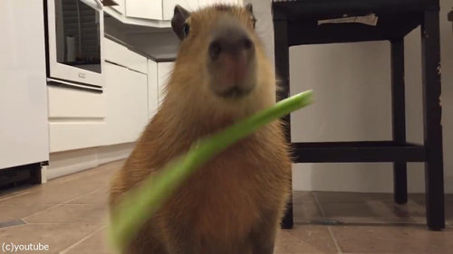 セロリをおいしそうに食べるカピバラ02
