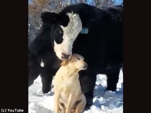 ��󥳤Τ��Ȥ��繥���ʵ�00