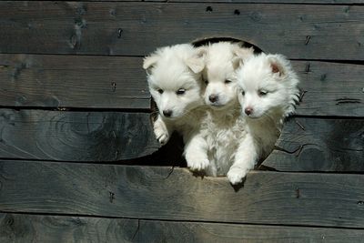 地獄の番犬ケルベロス01
