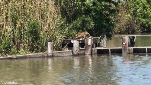 �ܥ֥���åȤβ���ʥ�����05