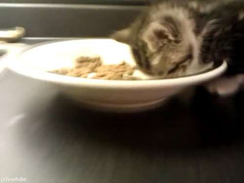 ご飯を食べる子猫…眠気に負ける01