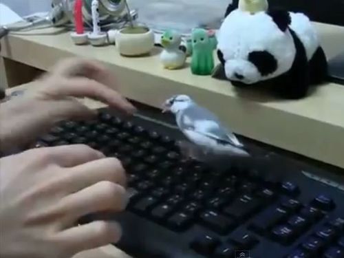 �����ܡ��ɤ��Ǥ����Ƥ���ʤ�Ļ01