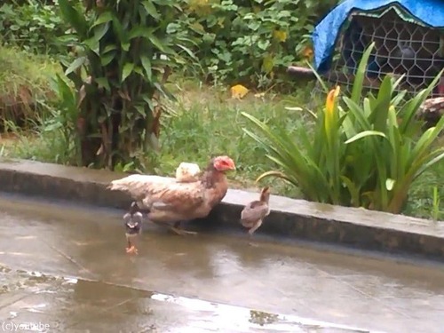 �ޥޤ�����˾��ҥ襳01