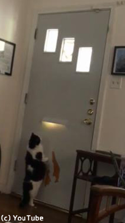 警備が厳しすぎる番猫02