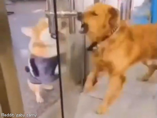 ドア越しに争う犬2匹だけど…喉が乾いたときの休憩タイムは紳士的
