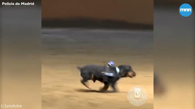 犬 死んじゃダメ 心臓マッサージをする動きがキュート 動画 らばq