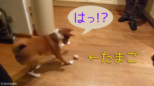 たまごと犬00