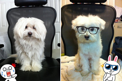 犬のヘアカット01