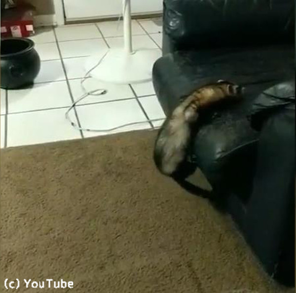 フェレットを助ける心優しき犬 動画 らばq フェレットを助ける心優しき犬 動画 らばq