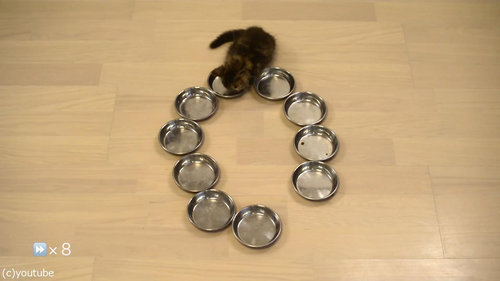 猫10匹が並んで食事05