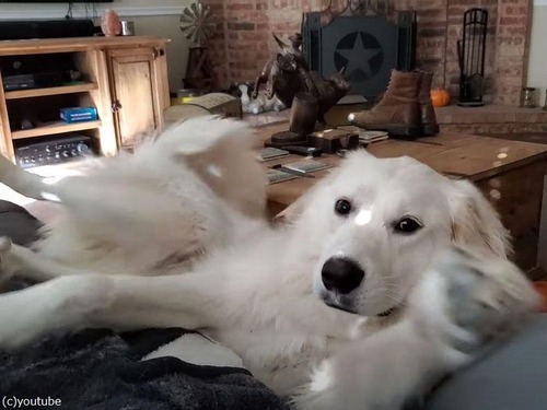 甘えていた大型犬が…ソファから転げ落ちてしまう（動画）