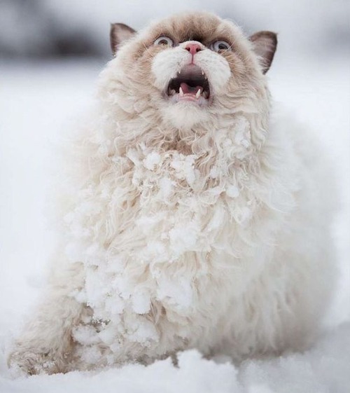 演技力の高い猫たち07