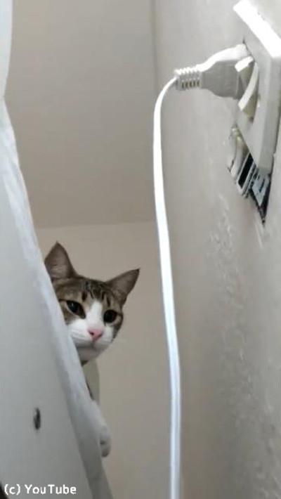 プラグを挿したい飼い主VSプラグを抜きたい猫04