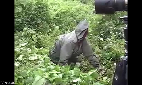 ゴリラの撮影07