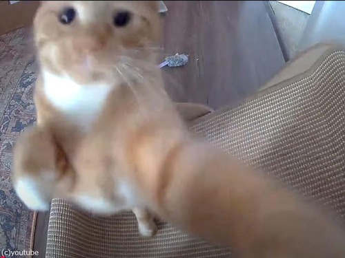 飼い主「やめて！　離れて！」ペットカメラをひっくり返す猫（動画）