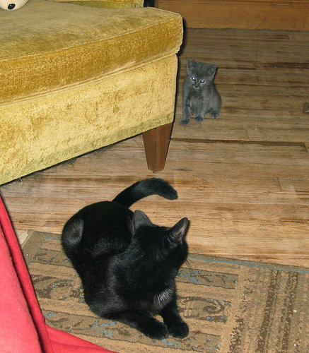 もう子猫じゃない17