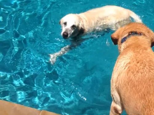 泳ぎの達者な犬とそうでもない犬01