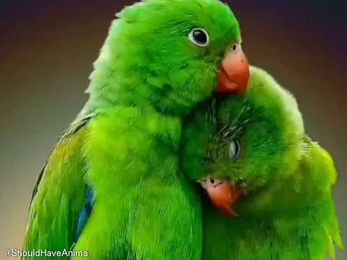 ほんのわずかしか動いてないけど…愛情を感じる2羽のインコ