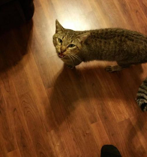 うちの猫じゃない08