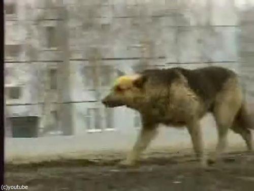 ロシア版の忠犬ハチ公01
