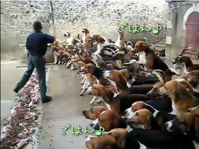 ハウンドドッグ