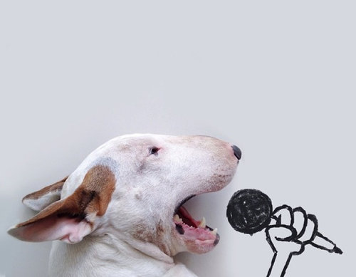 愛犬と10倍楽しむ方法05