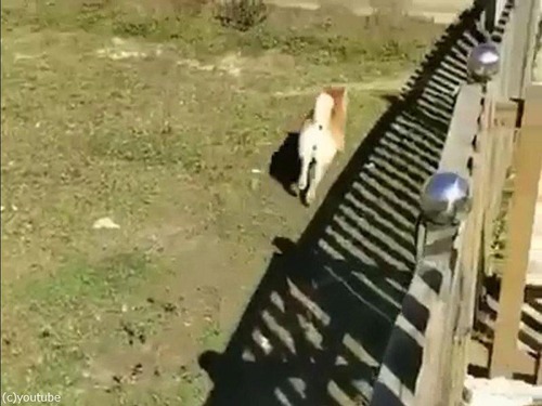 柵の意味がない犬00