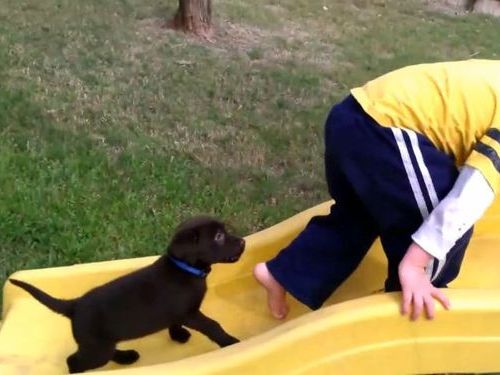 すべり台と子犬00