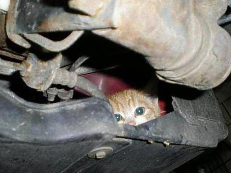 車のエンジンルームに入り込んでしまった意外な動物たち 写真いろいろ らばq 車のエンジンルームに入り込んでしまった意外な動物たち 写真いろいろ らばq