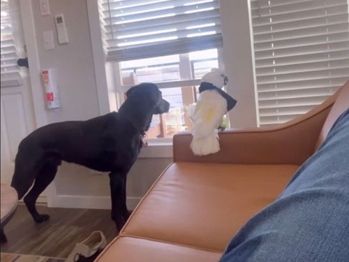 「番犬」として頼もしい…オウムと犬が家を守ってくれる（動画）
