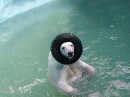 楽しい白クマ19