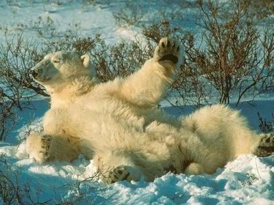 白クマのダンス00