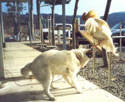 犬がニワトリと本気で戦う04