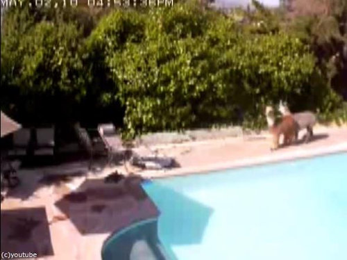 ����ѥ��Υ٥ӡ����å���������01