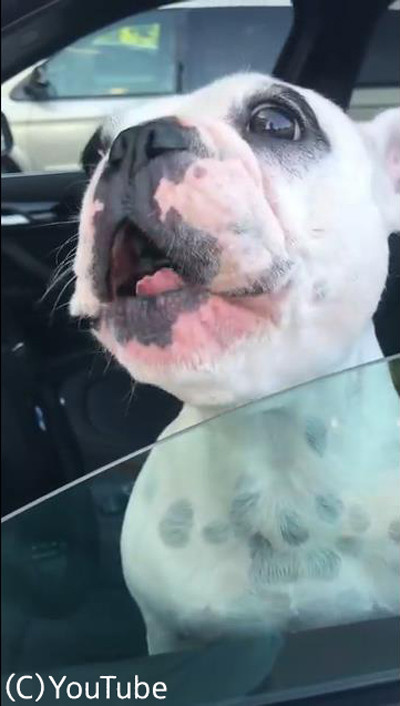 オペラ歌手志望(?)のブルドッグ03