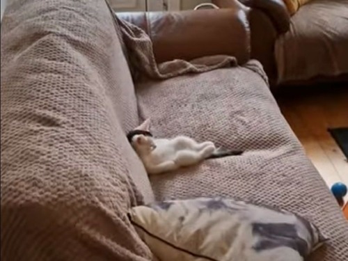 「リビングのソファで子猫がくつろいでいた…」（動画）