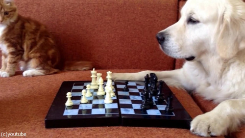 猫がチェスの審判をすると…09