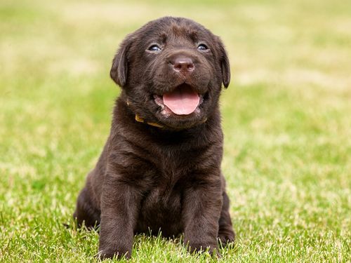 子犬は 赤ちゃん言葉 で話しかけたほうが喜ぶことが判明 イギリスの研究 らばq