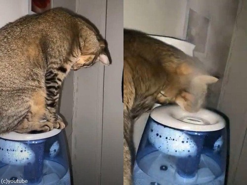 猫。加湿器のミストに見せられる00